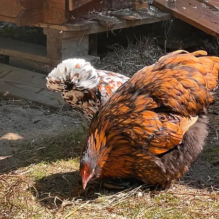 Semesterbostad Le Bisson Heussé