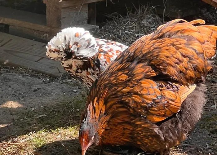 Ferienhaus Le Bisson Heussé
